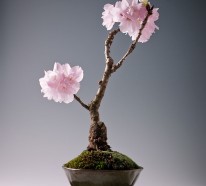 20 der schönsten Bonsai Bäume als Inspiration im Frühling