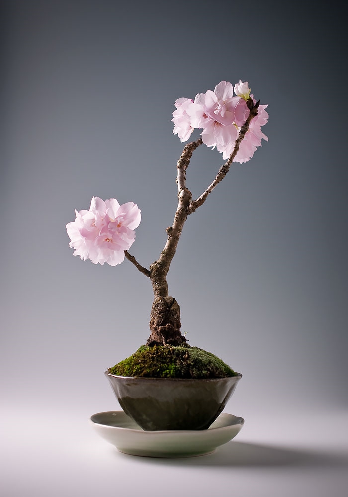 bonsai bäume sakura kirschbaum mini rosa blüten