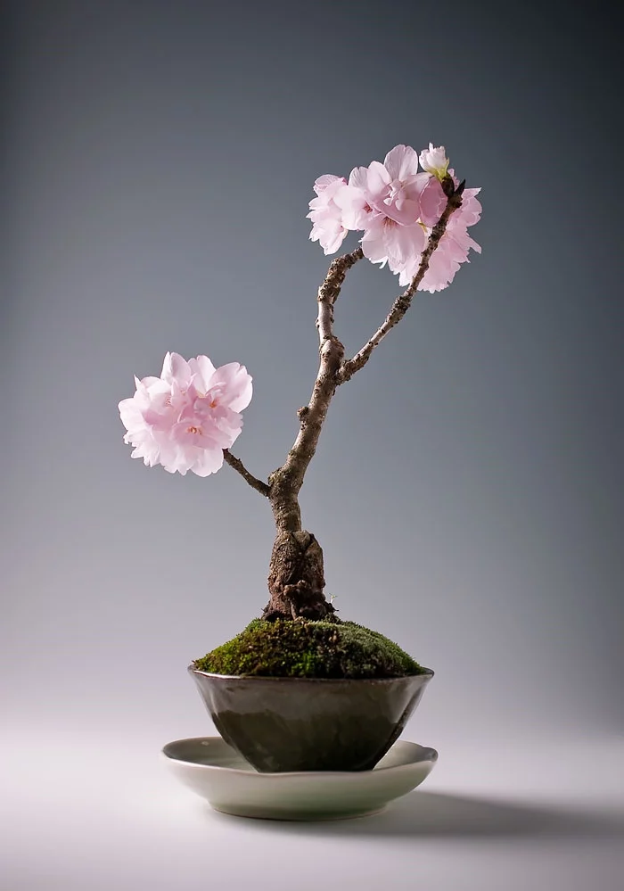 bonsai bäume sakura kirschbaum mini rosa blüten