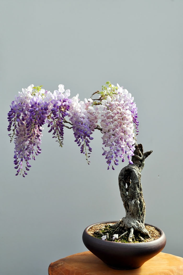bonsai bäume wisteria blauregen mini baum