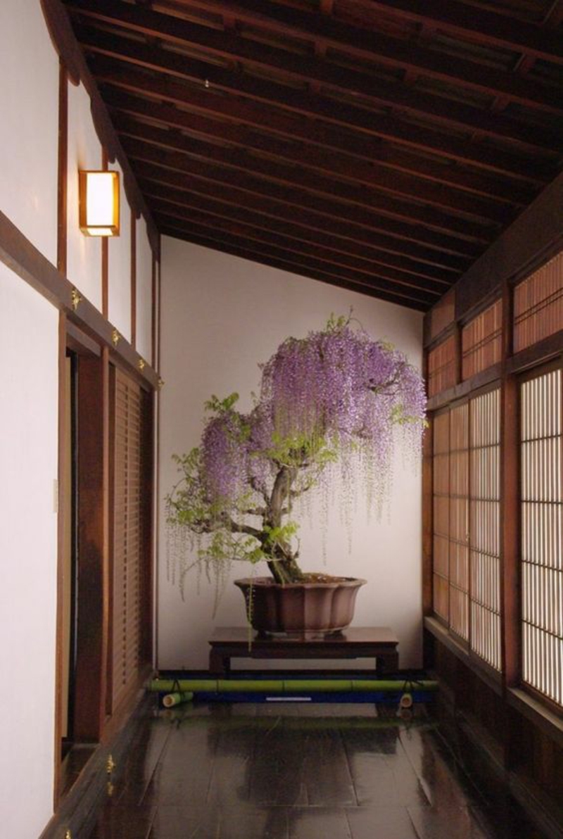 großer Bonsai Baum richtige Pflege Bonsai Arten Zen Buddhismus