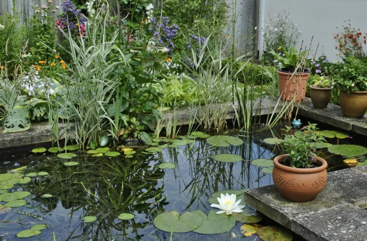 inspirierende Gartenteich Bilder Wasserpflanzen im Teich Topfpflanzen viel Grün 