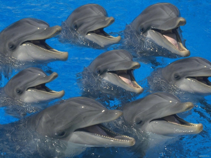 lustige tiere delfine lächeln meine tierwelt