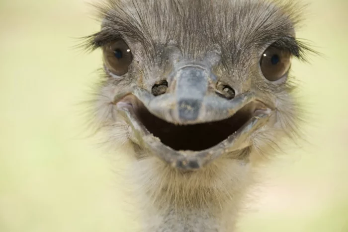 lustige tiere emu vogel meine tierwelt