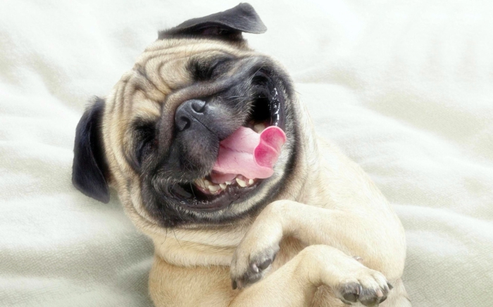 lustige tiere haustiere hund lächeln