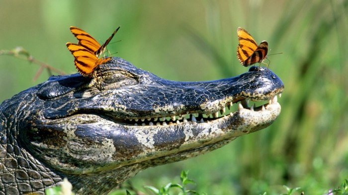 lustige tiere krokodile lächeln schmetterlinge meine tierwelt