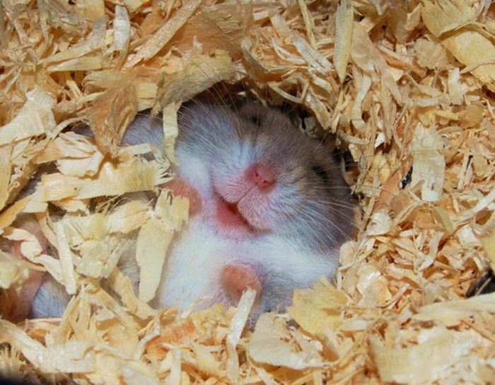 meine tierwelt eidechse lustige tiere hamster