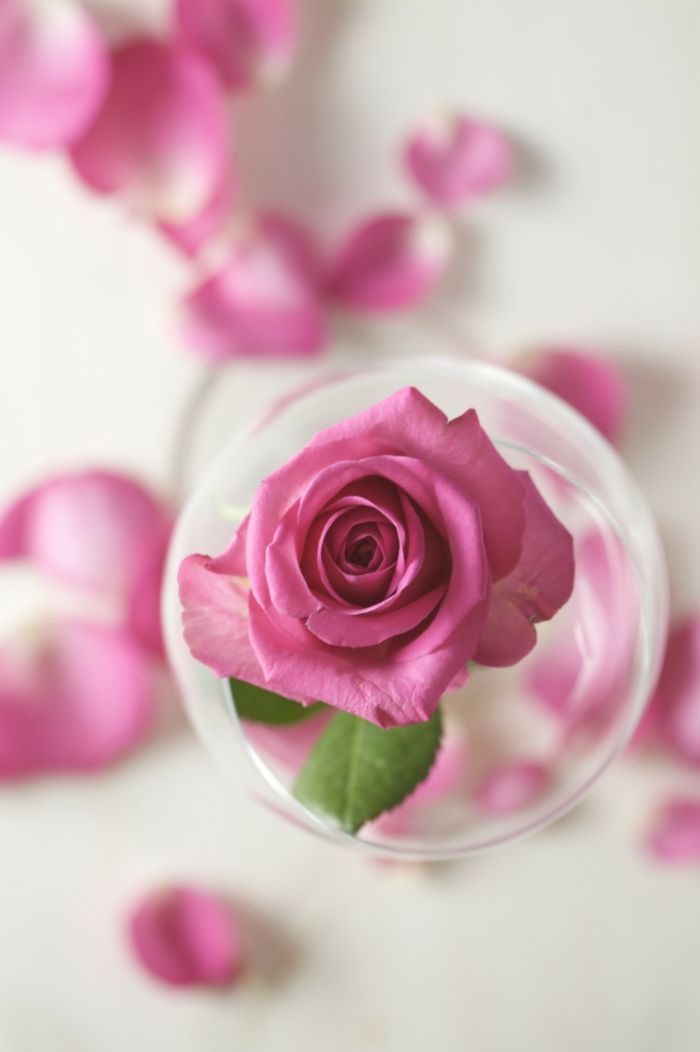 naturkosmetik rosenwasser DM duft rosenblüte