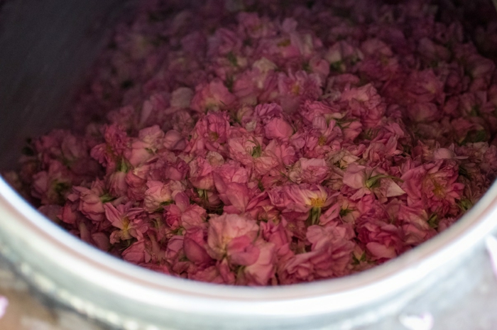 naturkosmetik rosenwasser DM rosenblüten wasser blüten