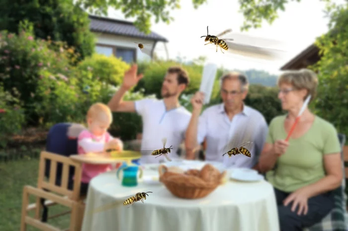 Familie beim Essen mit Wespen Plage