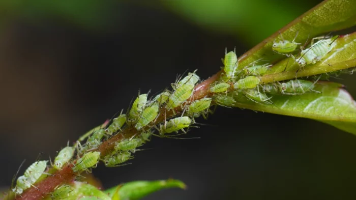 aphids sucking on rose shoot