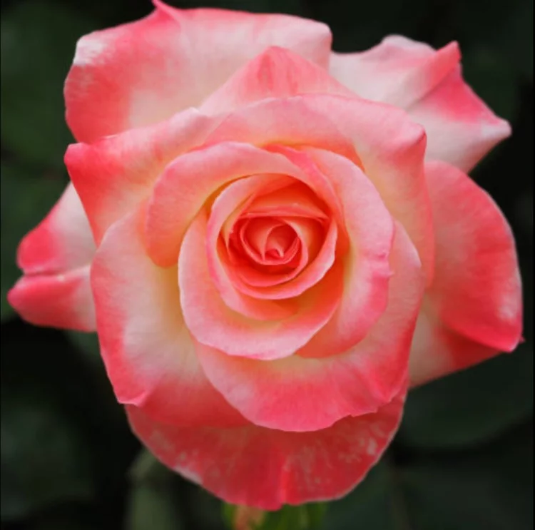 Botanische Namen Diana Princess of Wales Rose