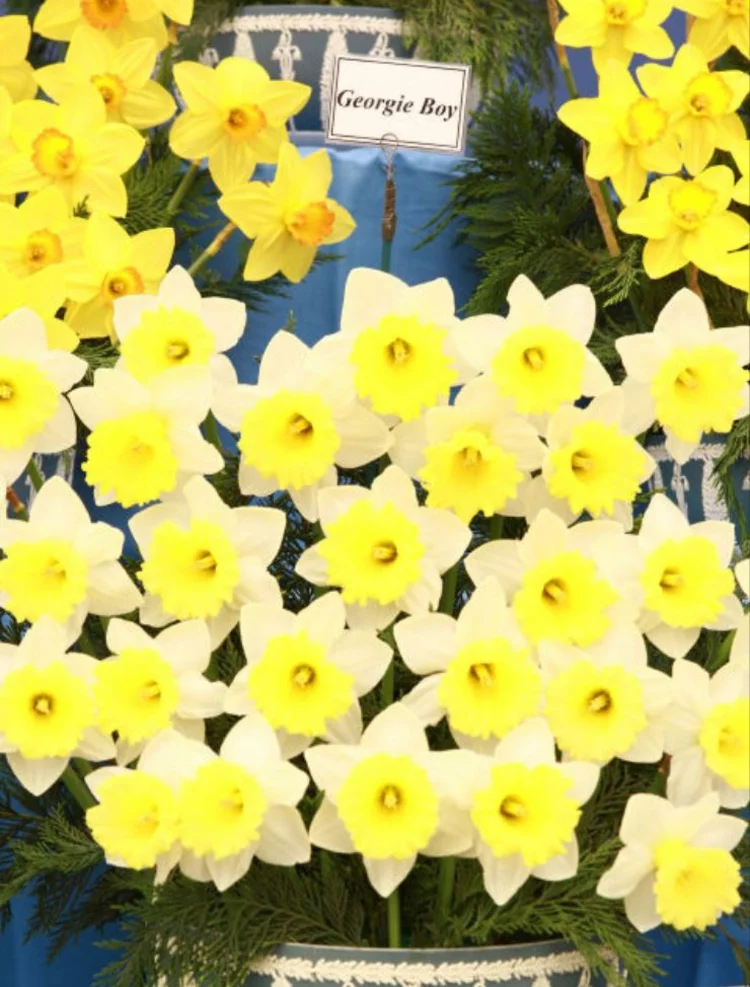 Botanische Namen Georgie Boy Daffodil