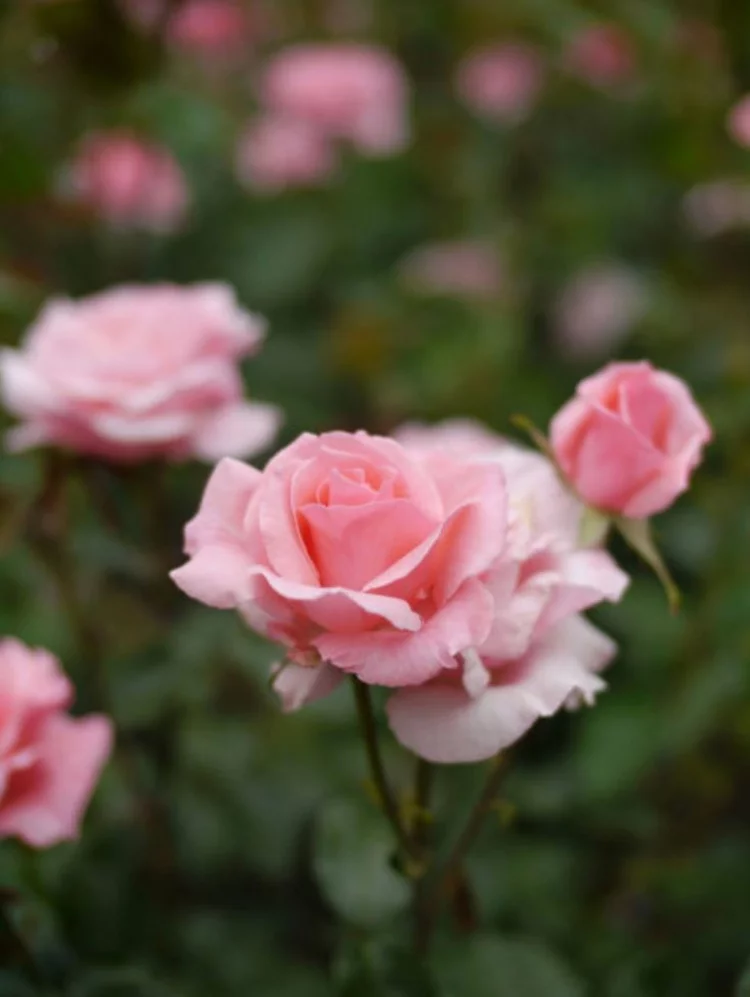 Botanische Namen Queen Elizabeth Rose