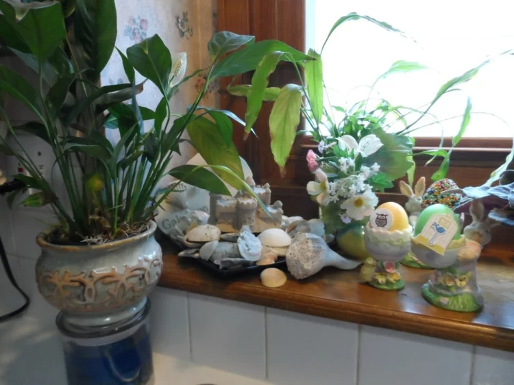 Fensterdeko für die Küche Zimmerpflanzen Muschel Steine und weitere Deko Artikel 