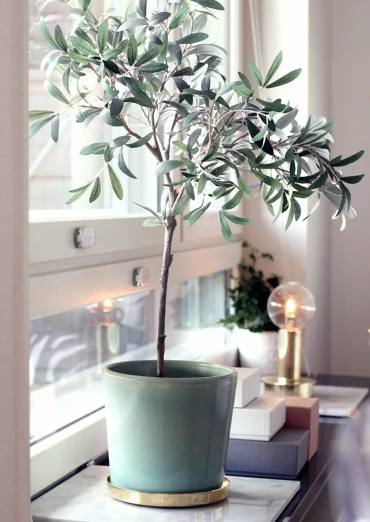 Wohnung einrichten Tipps Fensterbrett Zimmerpflanzen Olivenbäumchen