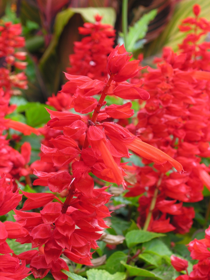 balkonpflanzen feuersalbei rote blüten salvia splendens