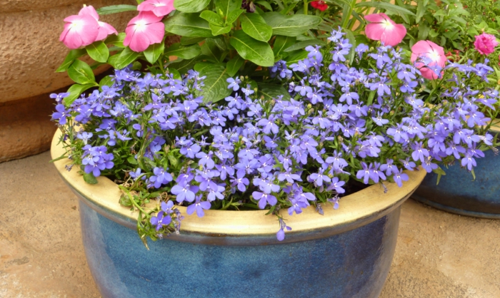 gartenpflanzen halb schattig männertreu lobelia erinus blaue blüten