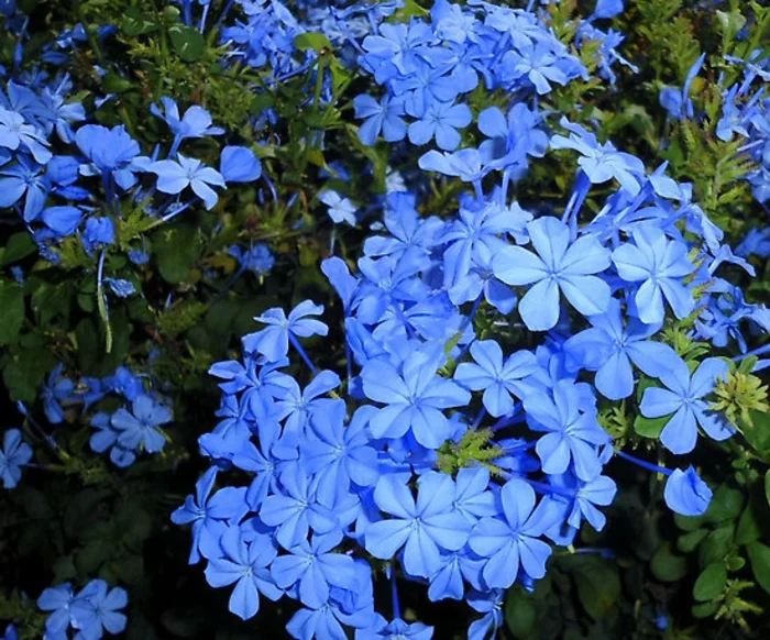 balkonpflanzen schattig bleiwurz plumbago blaue blüten