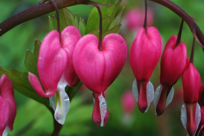 balkonpflanzen schattig tränendes herz lamprocapnos spectabilis pinke blüten