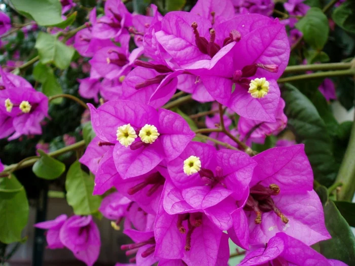 balkonpflanzen sonnig blumen bougainville drillingsblume exotisch tropisch