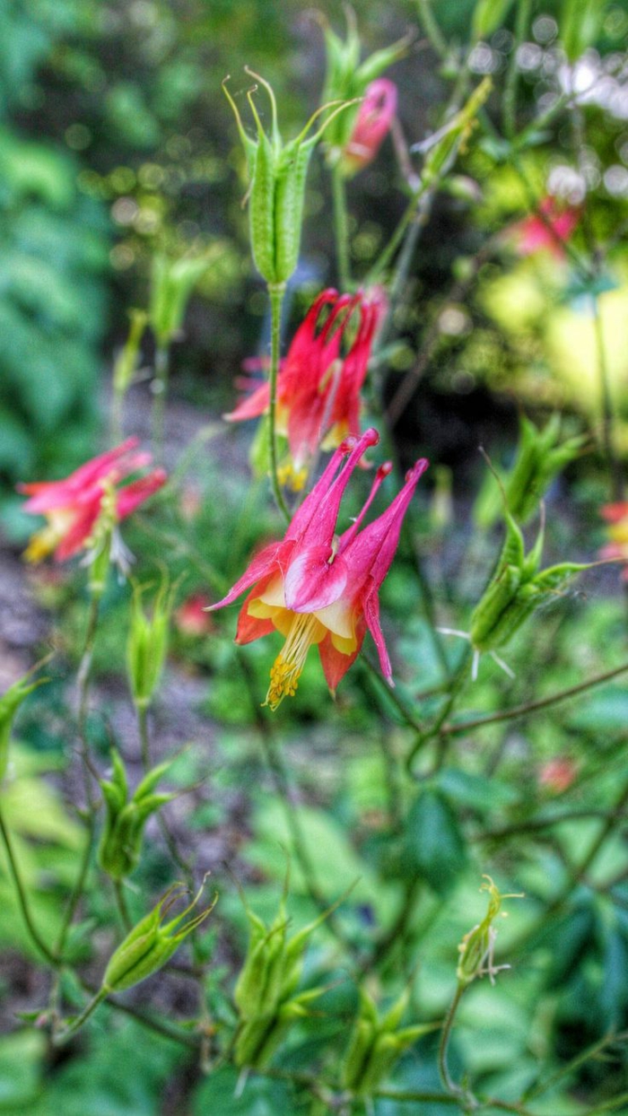 Gartengestaltung - Übliche Fehler, welche man begeht