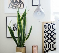 Mit Zimmerpflanzen das Zuhause dekorieren – 60 Beispiele, wie Sie das verwirklichen