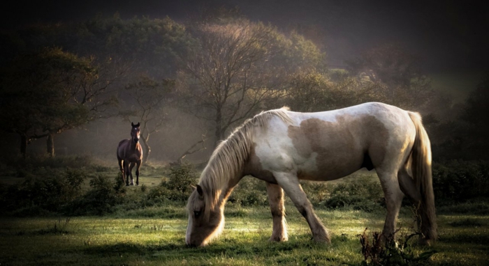 therapeutisches reiten vertrauen aufbauen verstehen pferdchen hoffnung