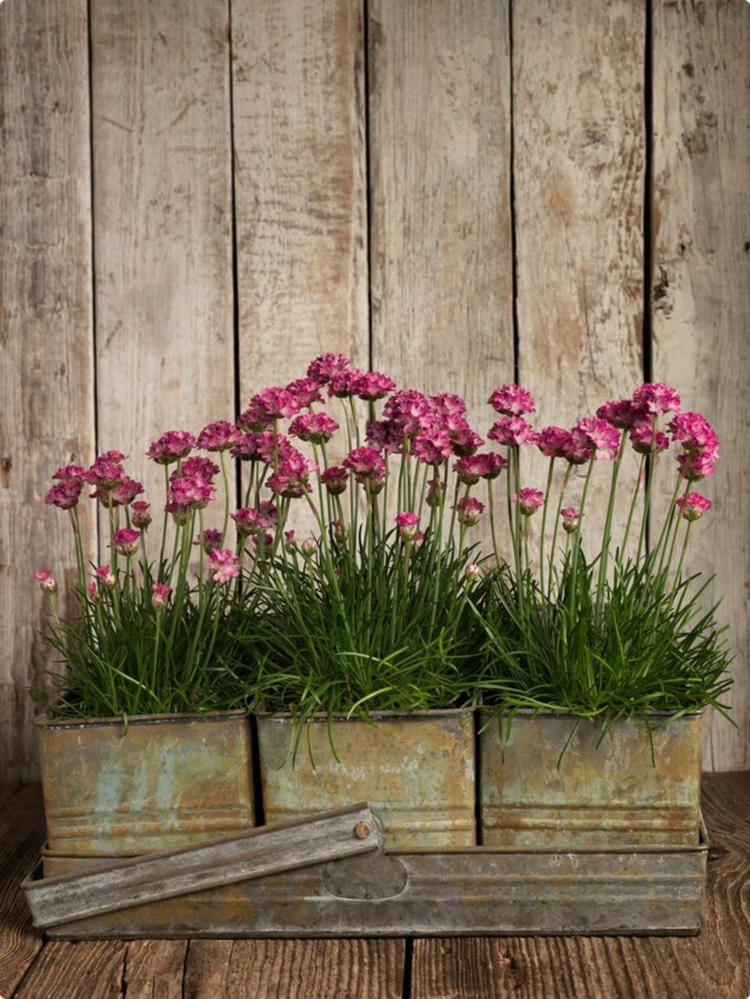 Vorgartengestaltung Im Vintage Stil 26 Schicke Gartendeko Ideen