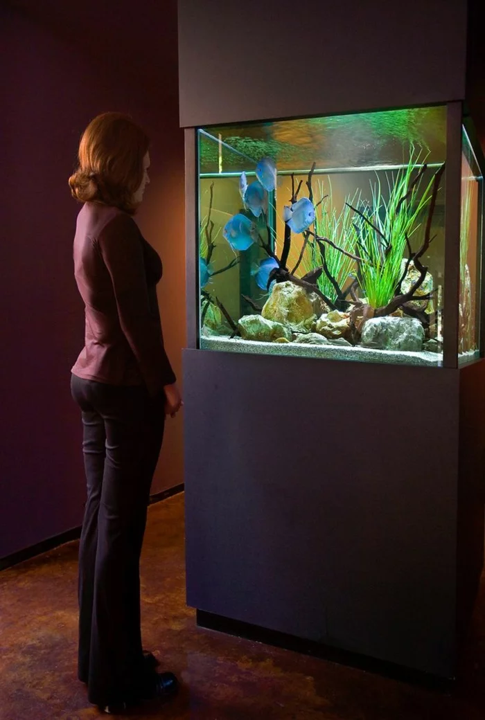 aquarium eirichten design atmosphäre einrichtungsbeispiele licht