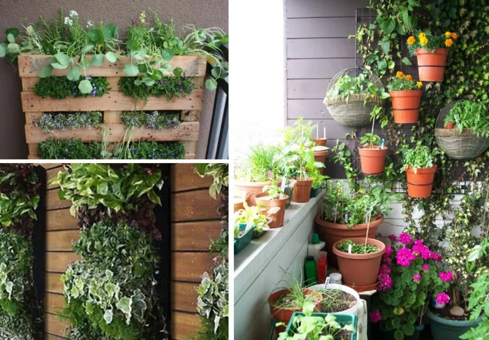 Balkonpflanzen für die Wand und die Blumentöpfe 
