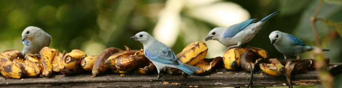 bananen gesund ganzes bild voll bananenschale stücke vogel