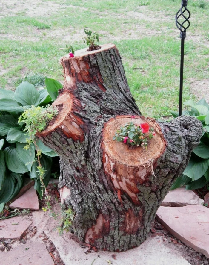 DIY Deko Ideen - Baumstumpf mit Pflanzen dekorieren
