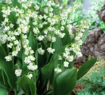 Gartenblumen, die Ihrem Garten mehr Charme im Sommer verleihen