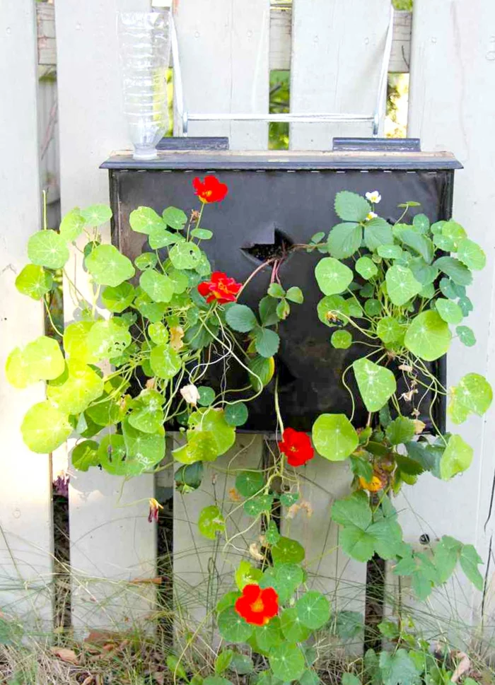 DIY Deko Ideen - Briefkasten mit Pflanzen drinnen