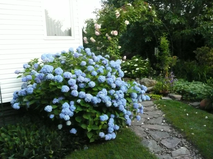 gartenpflanzen hortensie blau gartenweg