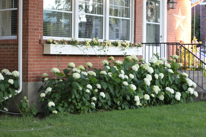 gartenpflanzen hortensie weiß vorgarten gestalten dekoideen ziegelfassade