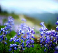 Gesund leben mit der Blüten-/ Phytotherapie – Wissenswerte Tatsachen und Tipps