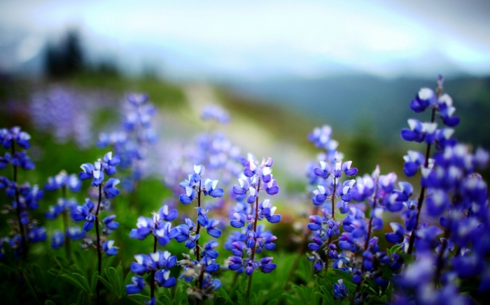 gesund leben blaue blüten winzig charmant