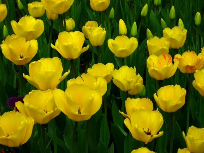 gesund leben gelbe tulpen wirkung phytotherapie
