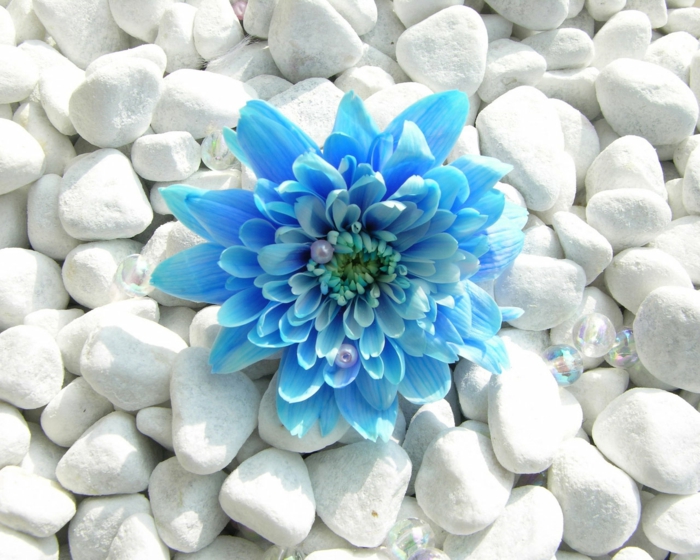 gesund leben phytotherapie blaue blüte weiße steine