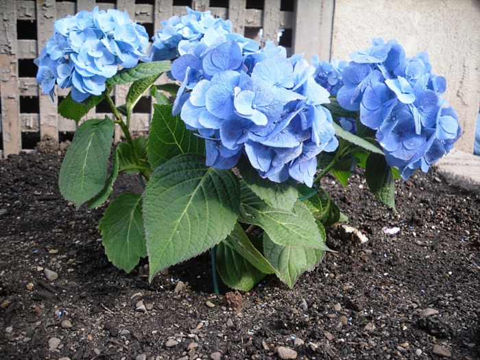 hortensien hellblau gartenpflanzen pflege