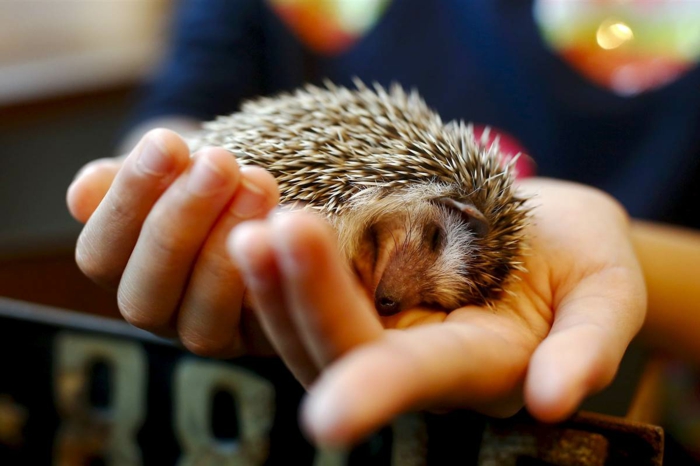 Igel Im Garten Wissenswertes Und Wichtige Tipps