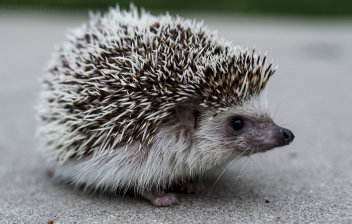 Igel Im Garten Wissenswertes Und Wichtige Tipps