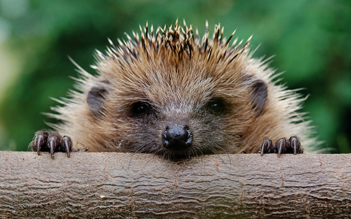 Igel Im Garten Wissenswertes Und Wichtige Tipps