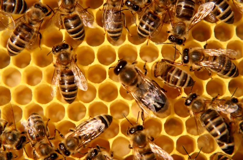 ist Honig gesund Bienen Honig Wirkung