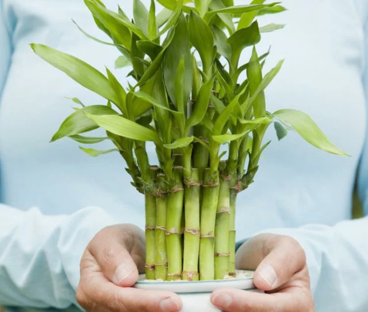 Feng Shui Bilder Zimmerpflanzen Bambus positive Energie