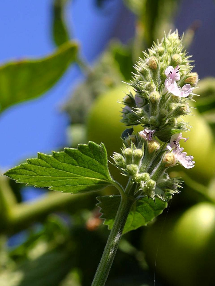 Pflanzen gegen Mücken heilpflanzen kreuzworträtsel katzenminze blüte