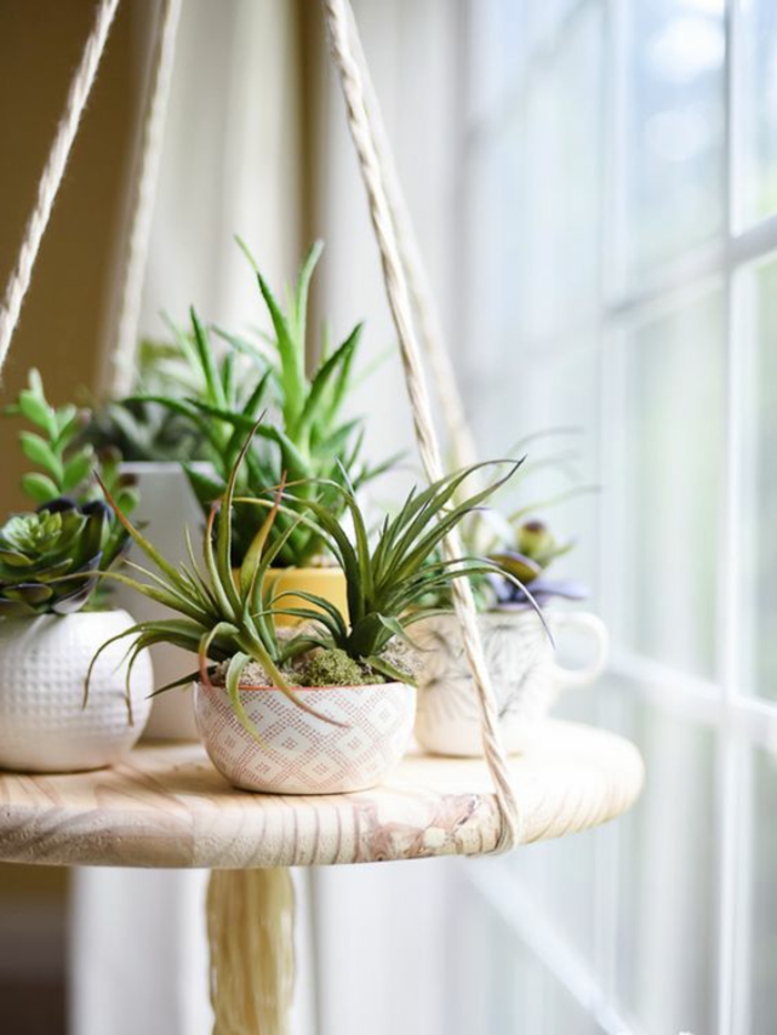 Sukkulenten Pflege Zimmerpflanzen pflegeleicht Fenster dekorieren
