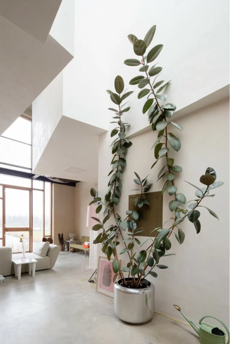 Wohnungseinrichtung Ideen Topfpflanze pflegeleichte Zimmerpflanzen
